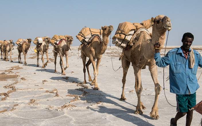 Afar with camels crossing a salt pan near Dallol during kenya and ethiopia tour