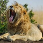 Yawning lion during 3 days masai mara budget safari