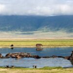 Hippopotamus in the water lake manyara safari