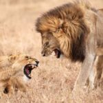 Mating lion pair snarling during camping safari in tanzania