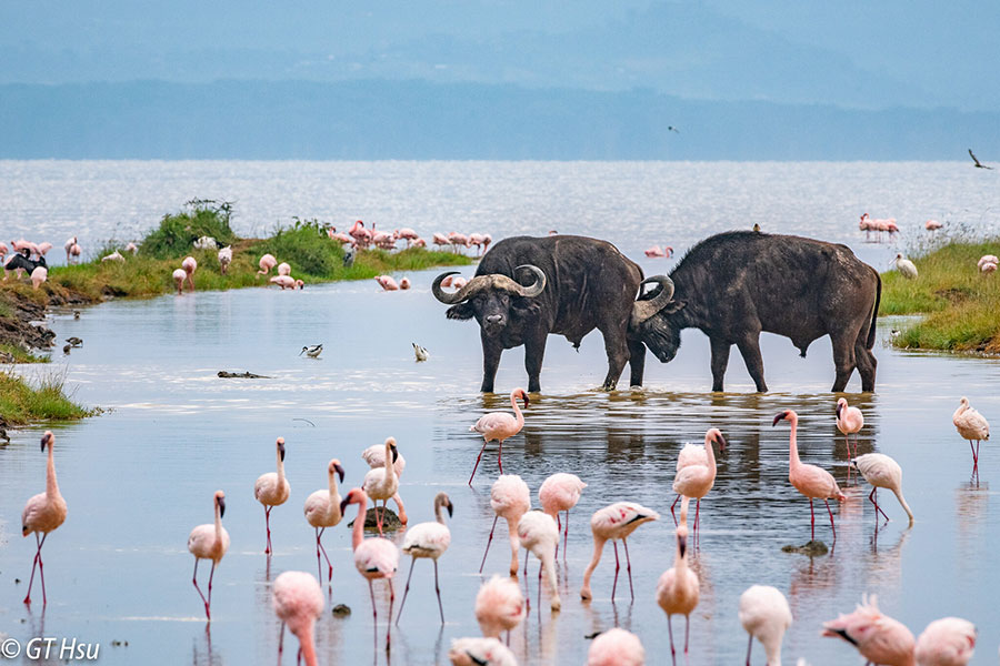 lake nakuru day tour