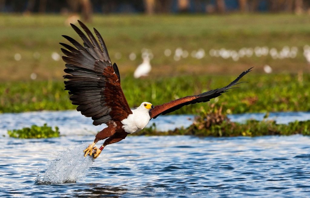 lake Baringo