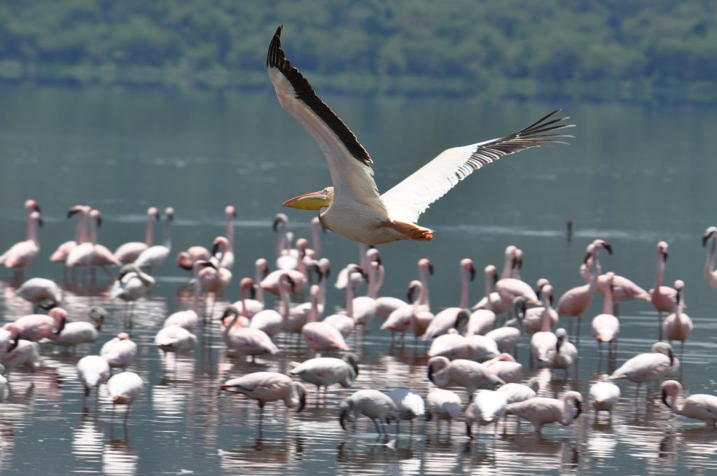 lake-nakuru2