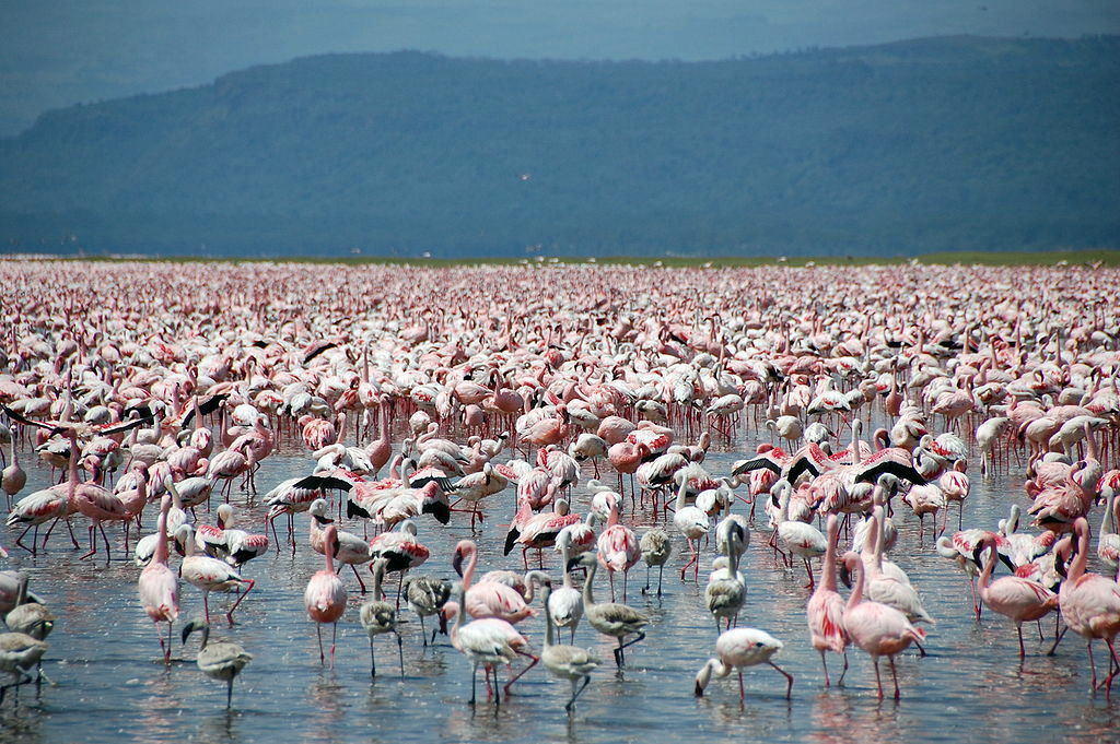 lake-nakuru3