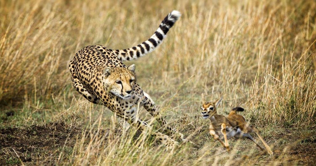 masai-mara-animals