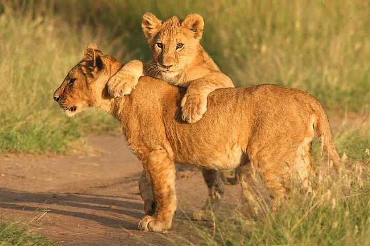 ngorngoro-lions