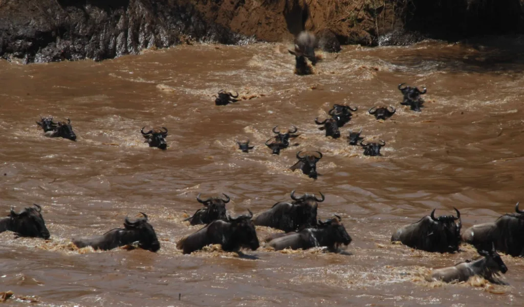 Wildebeest crossing the Mara River. A picture by Pride of Africa Adventures and Safaris during the Great Migration in Africa.