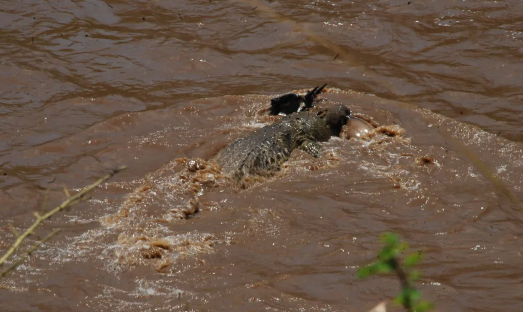 Nile croc kills wildebeest during great migration in Africa