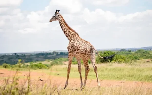 Masai Mara and Lake Naivasha Private Safari