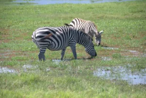 Zebra captured during masai mara and lake naivasha private safari
