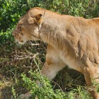 A pride of lions in Maasai Mara during a sunset safari adventure