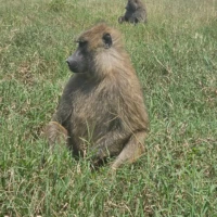 best tours and travel agency in kenya