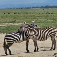 Zebra in Maasai Mara during a sunset safari adventure