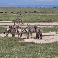Zebra lions in Maasai Mara during a sunset safari adventure