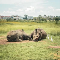 best tours and travel agency in kenya