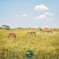 best tours and travel agency in kenya