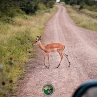 best tours and travel agency in kenya